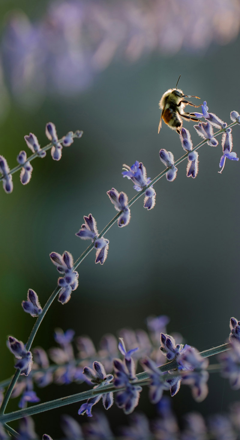 biene-johnson-unsplash