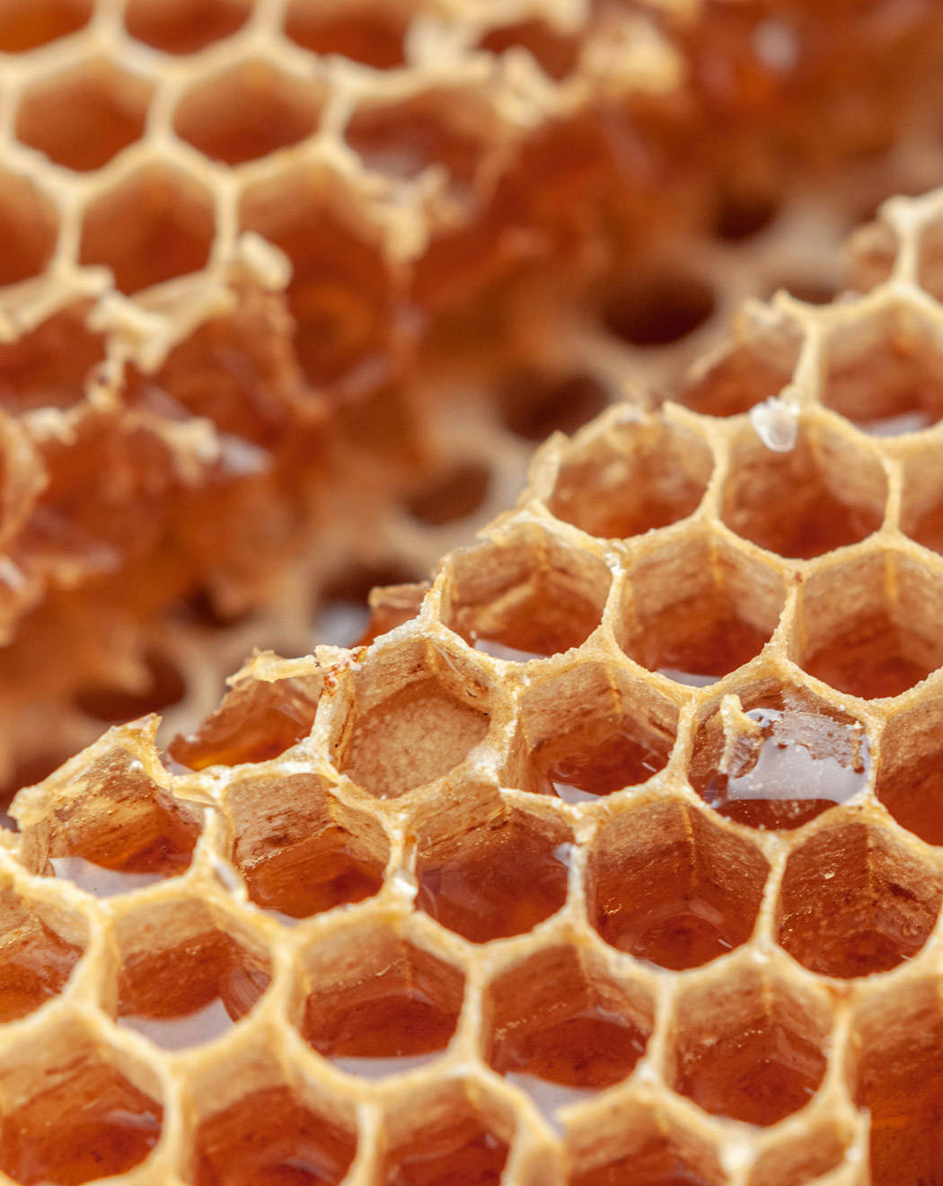 bienenwabe-unsplash