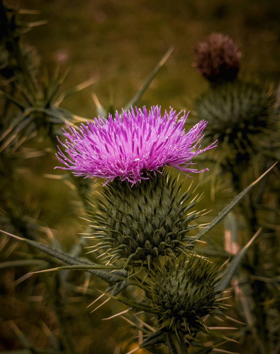 distel-alex-man-unsplash