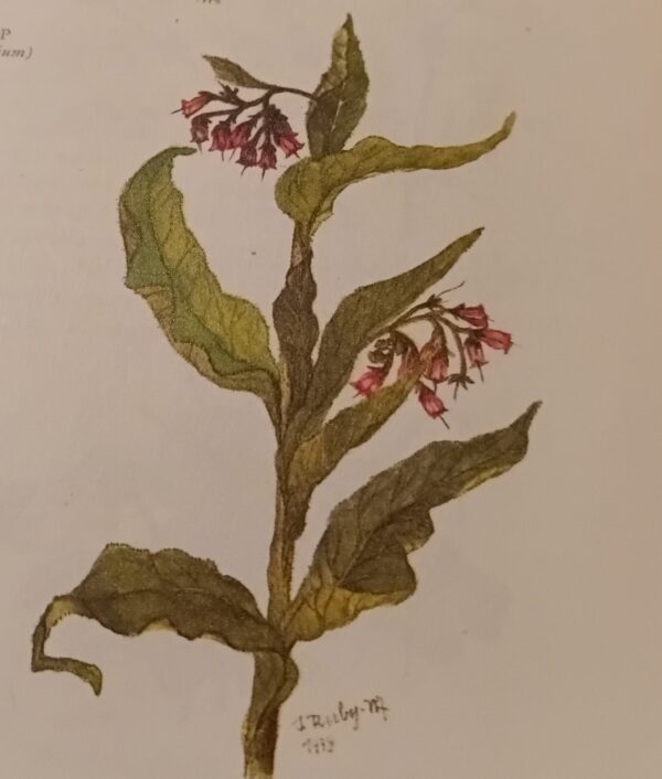 Beinwell-Ringelblume-Zirbe
