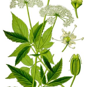 Giersch-Salbe