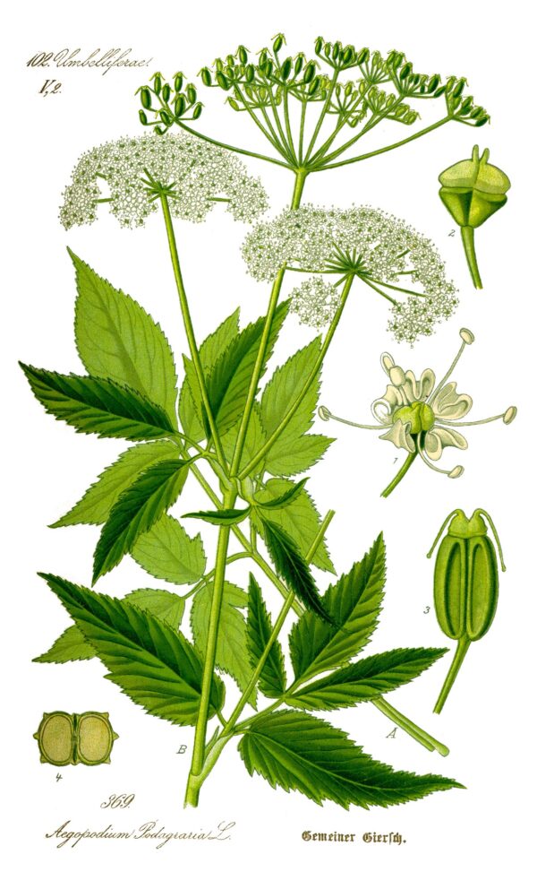 Giersch-Salbe