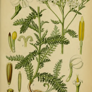 Schafgarben Salbe