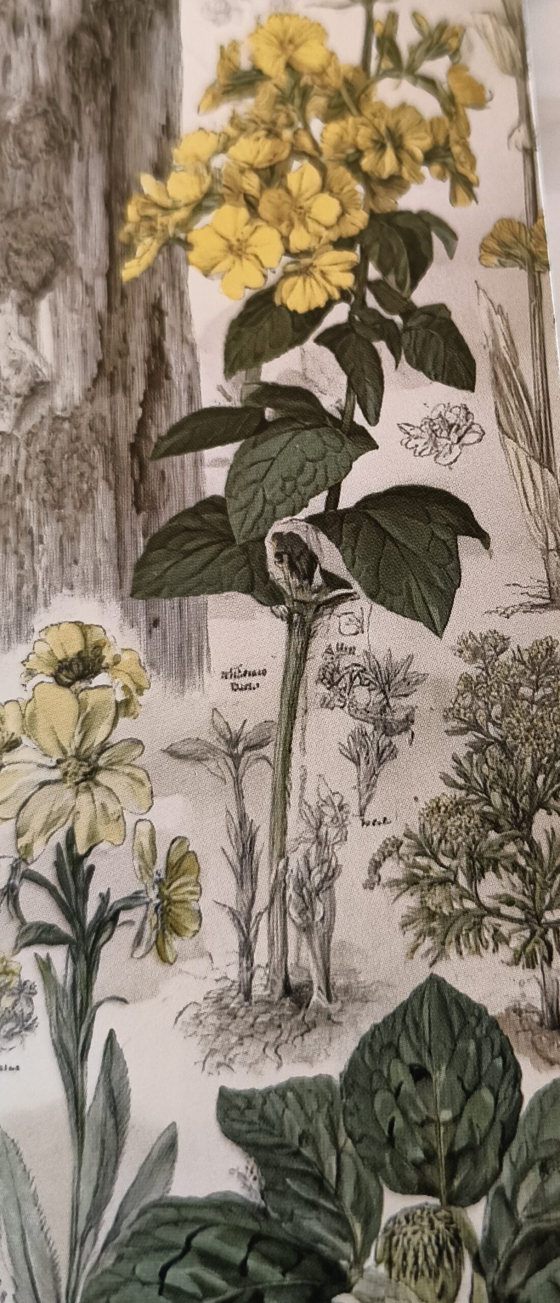 Kräuterteemischung gegen allgemeine Übelkeit